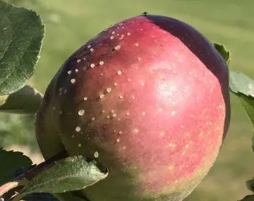 Blight of apple